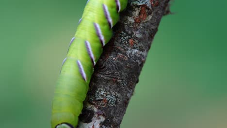 Privet hawk moth caterpillar crawling down a tree branch