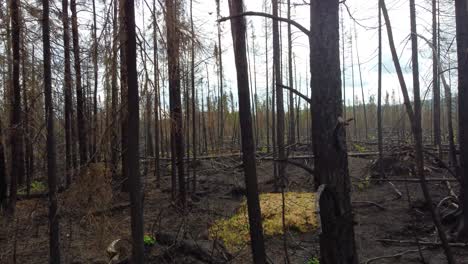 Aerial-through-burnt-forest-with-fresh-green-life,-wildfire-aftermath