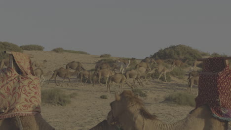 camels in the desert