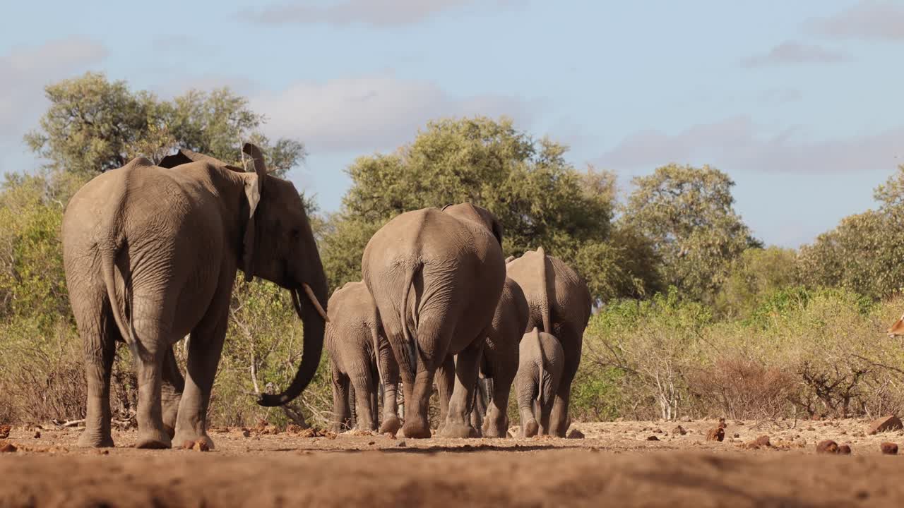 Wide shot of an African elephant herd walking away, showing the backside of these big animals. Filmed from a low angle in Mashatu Game Reserve, Botswana