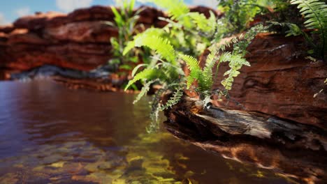 tropical golden pond with rocks and green plants