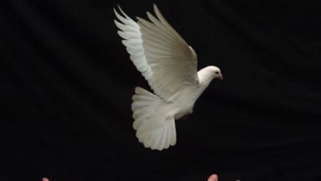 Hands-releasing-a-white-dove-of-peace-on-black-background