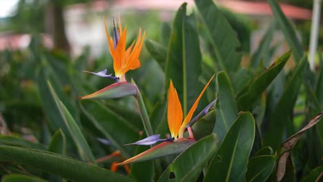 strelitzia reginae, flor del pájaro del paraíso, pétalos azules