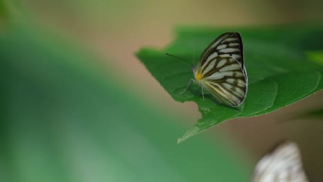 Auf-Einem-Blatt-Ruhend,-Während-Es-Sanft-Vom-Wind-Geblasen-Wird,-Flog-Ein-Gestreifter-Albatros,-Appias-Libythea-Olferna,-Zur-Oberen-Linken-Seite-Des-Bildes-Im-Nationalpark-Kaeng-Krachan-In-Thailand