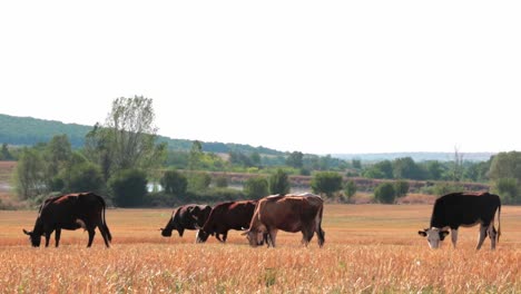 Kühe-Auf-Der-Weide-Auf-Einem-Feld