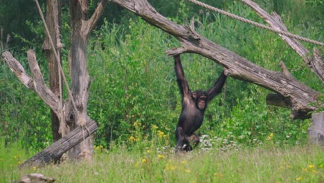 chimpanzee swinging on dry wood with green surrounding