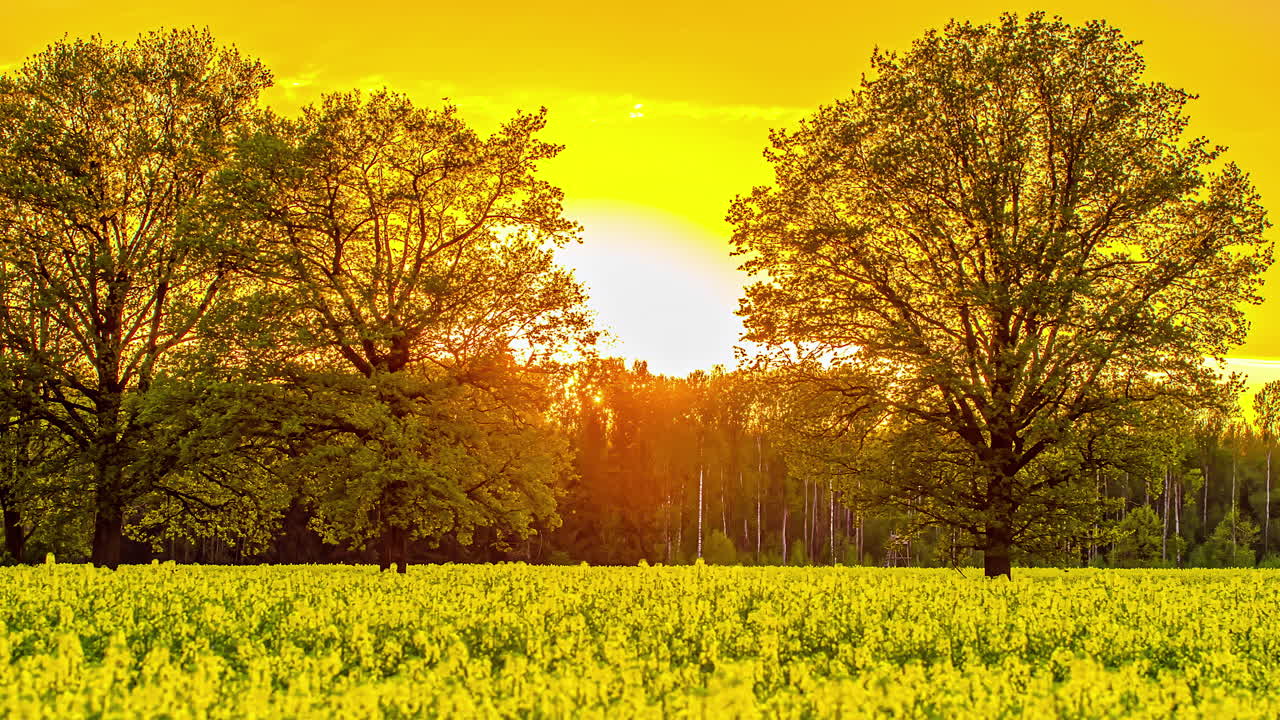 яркие желтые и оранжевые оттенки на закате над полем рапсовой фермы