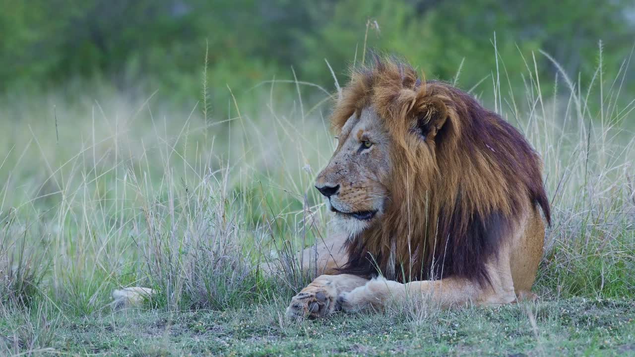 retrato de león macho de la vida silvestre africana animal de safari en la reserva nacional de masai mara en kenia, áfrica, hermoso gran gato en masai mara, ángulo bajo de los cinco grandes depredadores tendidos en el suelo