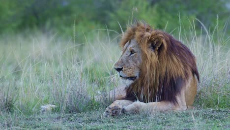 male lion portrait of african wildlife safari animal in maasai mara national reserve in kenya, africa, beautiful big cat in masai mara, low angle of big five predator lying on ground