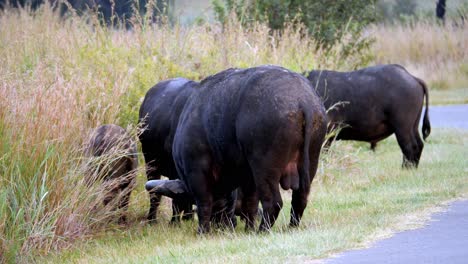 a number of buffalo eats in the grass by the side of the highway