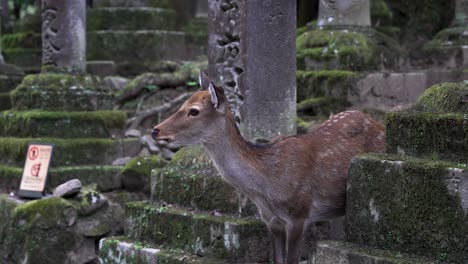 up-close beautiful deer animal at nara tōdai-ji buddhist temple in japan