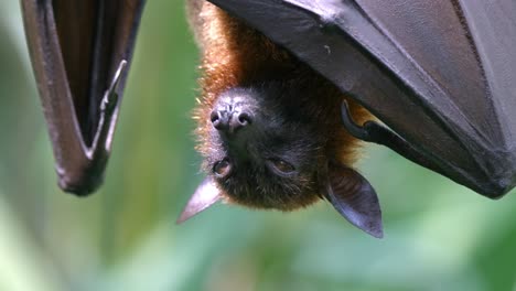 sleepy flying fox fruit bat at daylight hanging upside down on tree