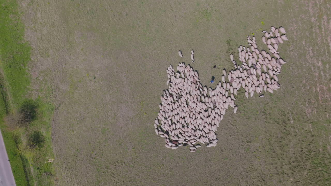Aerial View of a Large Flock of Sheep in a Field