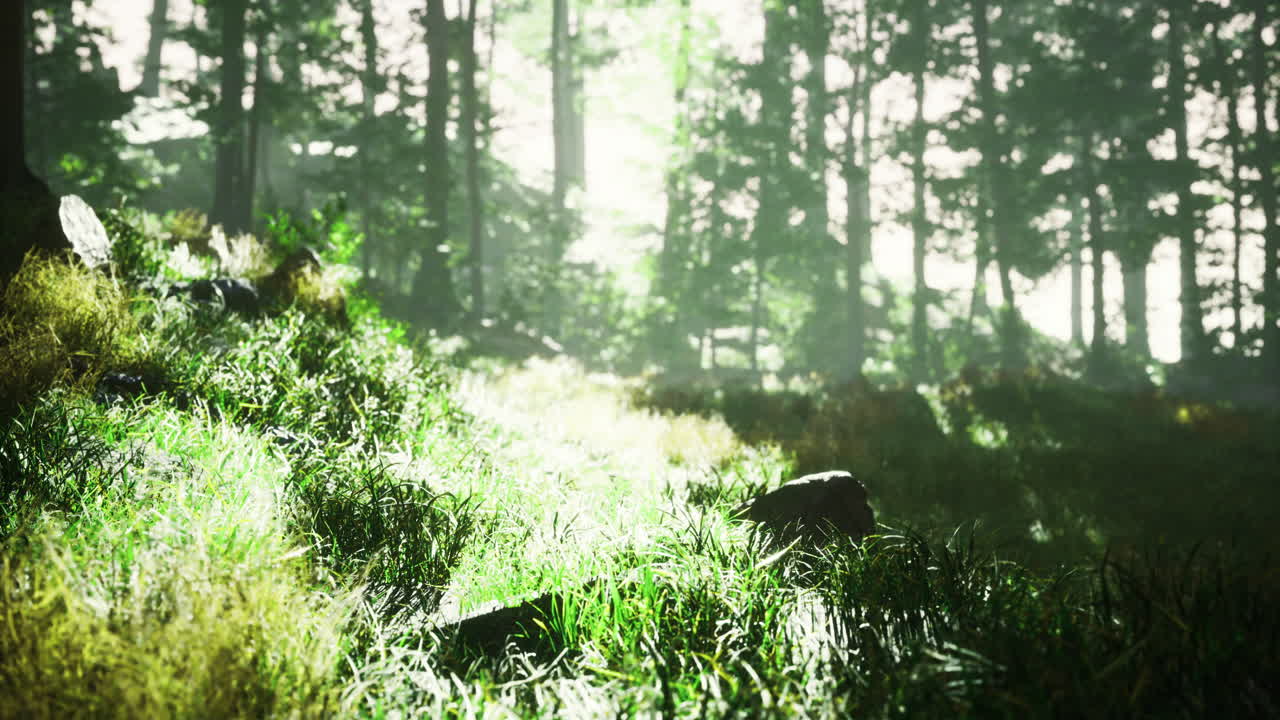 Sunlight filtering through trees in a tranquil forest setting with lush grass