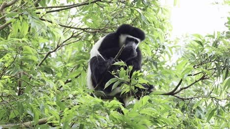 monkey feeding on leaves in forest trees in africa, black and white colobus monkeys eating a leaf in kilimanjaro national park in tanzania on an african wildlife and animals safari