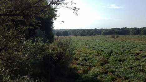 Drone-capture-the-aerial-video-of-Richmond-park-surrounded-by-trees-and-covered-in-green-grass