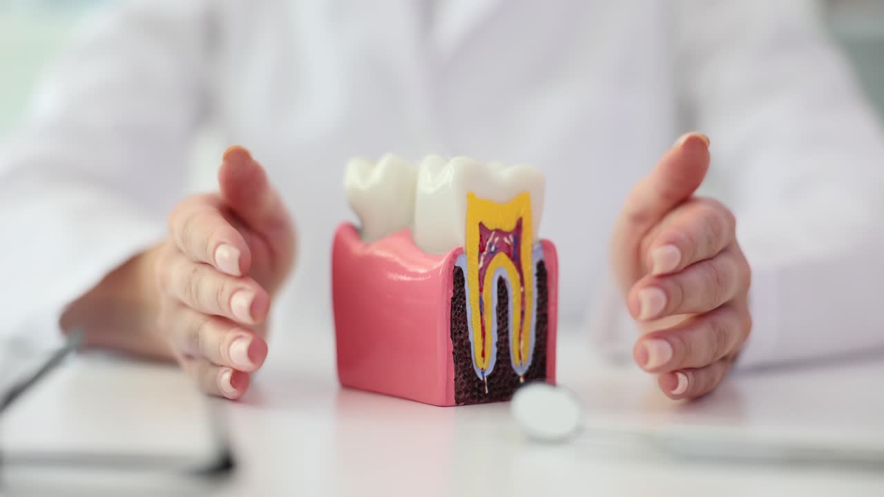 Dental Anatomy Model