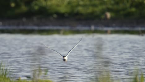 a tern in flight over water