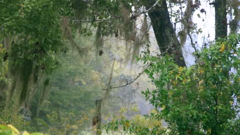 trees blowing in hurricane storm winds