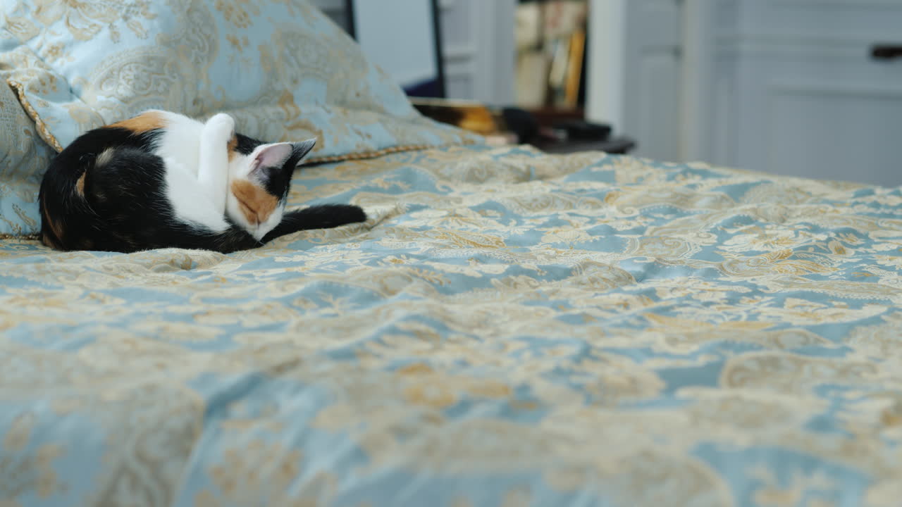 ir de viaje o de vacaciones: arrojar ropa en la cama, el gato se sienta al lado