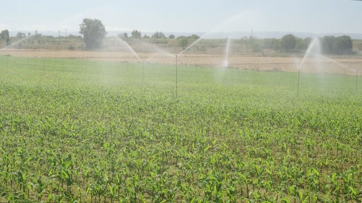 Irrigation system operating on corn field in irrigated area of Spain