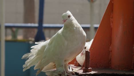 Paloma-De-Cola-De-Milano-Blanca-Encaramada-En-Un-Entorno-Urbano,-Plumas-Erizadas