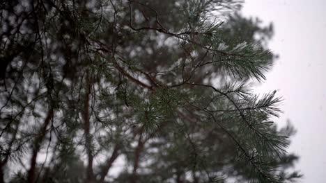 close-up-pine-tree-while-snowing,-mazing-nature-winter-shot