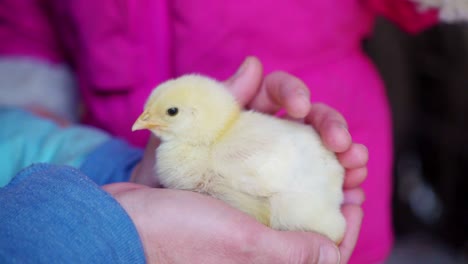 close up of petting baby chicken