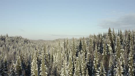 aerial view of a snow covered coniferous forest in winter