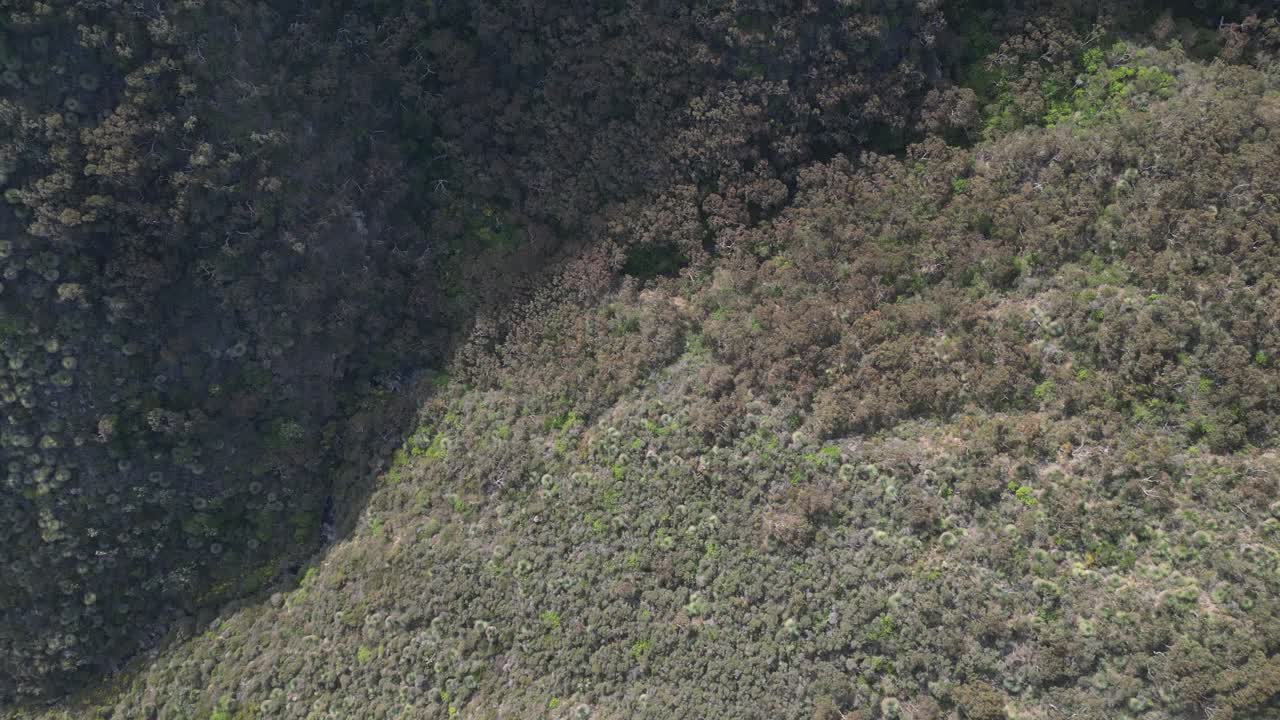 vista de la copa de un árbol en la isla de los canguros, australia