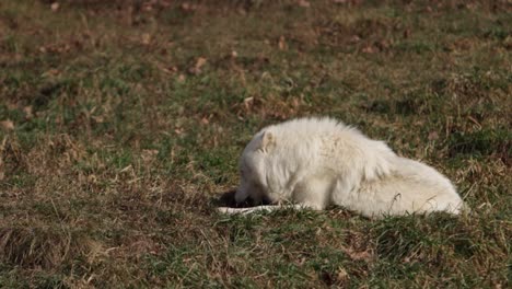 lobo ártico acostado masticando un animal peludo te mira y se lame los labios