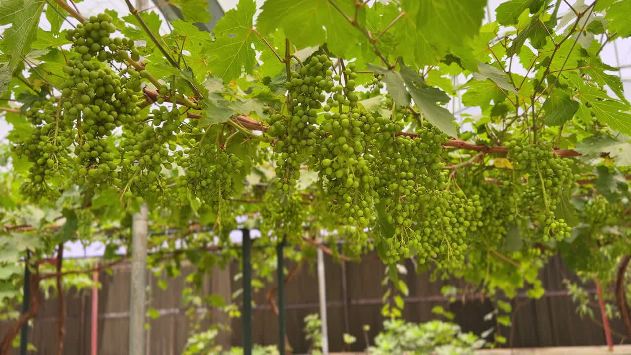 4K macro shot of fresh green grapes hanging on vines in a lush greenhouse. Perfect for agriculture, organic farming, winemaking, and nature-related visuals. Clean, vibrant footage.