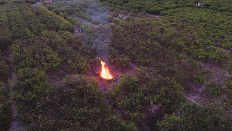 Feuer-Auf-Einem-Zitronenbaum-Agrarfeld