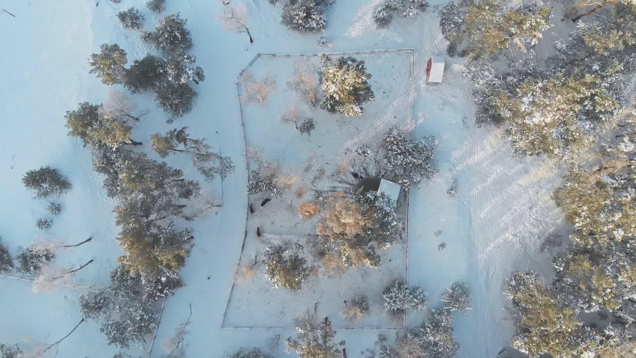 vista aérea de una granja de ganado nevada en un bosque de noruega