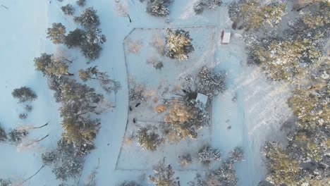 aerial overhead view of a snowed livestock farm in a forest of norway