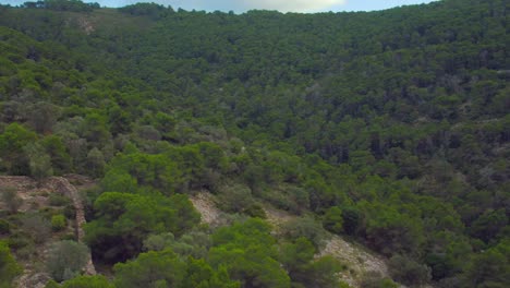 pintoresco panorama de una ruta de senderismo en el bosque de pinos sobre el terreno montañoso en un día nublado