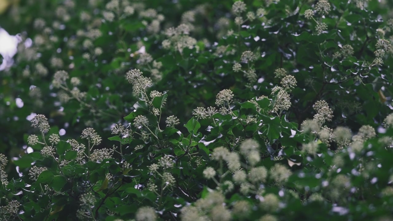 White flowers on green bushes