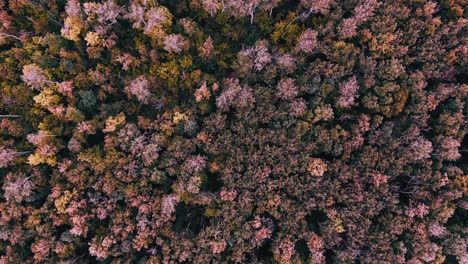 vista aérea del bosque de otoño