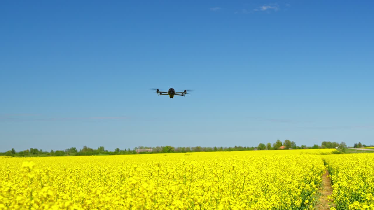 Mavic 4 drone flying over a vibrant yellow flowering field, blue sky above