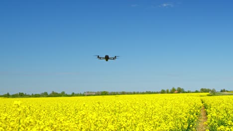 mavic 4 drone flying over a vibrant yellow flowering field, blue sky above