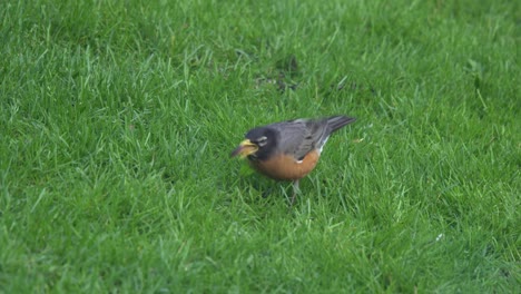 amerikanisches rotkehlchen frisst einen wurm im grünen gras, singvogel aus nordamerika und kanada