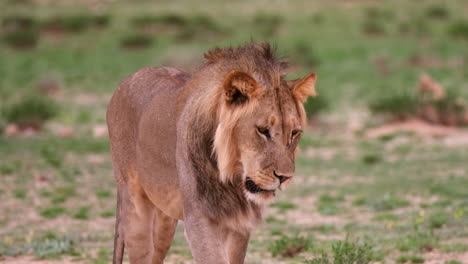 León-Africano-Salvaje-Caminando-En-Campo-Verde---Cerrar