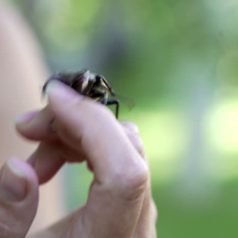 stag beetle (lucanus cervus). the beetle is crawling along the human hand.