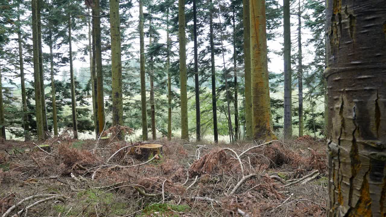 bosque denso silvicultura desierto tala deforestación dolly derecha