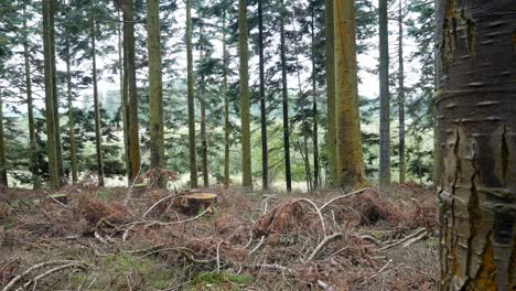 Dichter-Wald-Forstwirtschaft-Wildnis-Abholzung-Abholzung-Dolly-Rechts