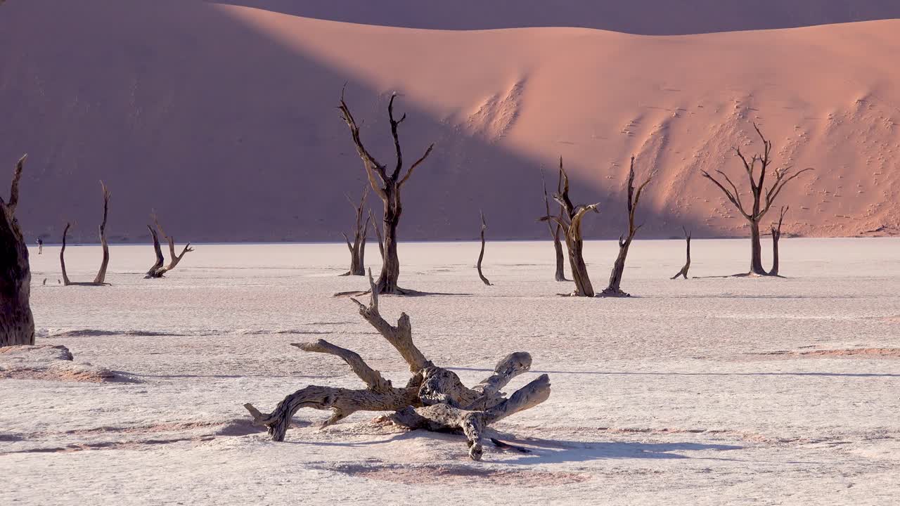 Amazing dead trees silhouetted at dawn at Deadvlei and Sossusvlei in Namib Naukluft National Park Namib desert Namibia 5