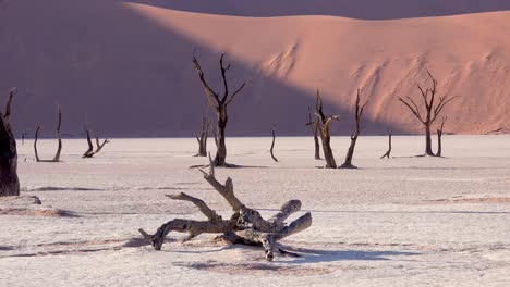 namib naukluft 국립 공원 namib 사막 나미비아 5의 deadvlei 및 sossusvlei에서 새벽에 실루엣으로 놀라운 죽은 나무