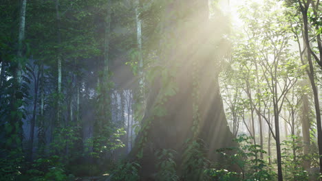 sunbeams filtering through a dense tropical forest
