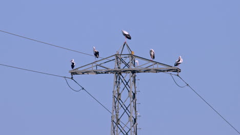 Eine-Gruppe-Von-Fünf-Weißstörchen-Auf-Einem-Strommast