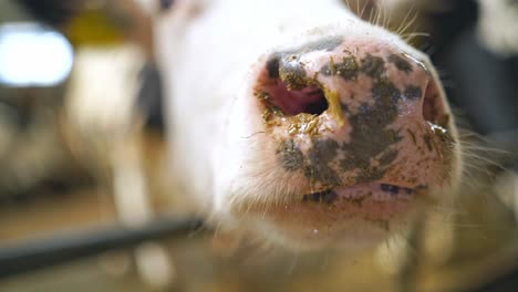 dairy cows in free livestock stall. breeding of cows in free livestock stall